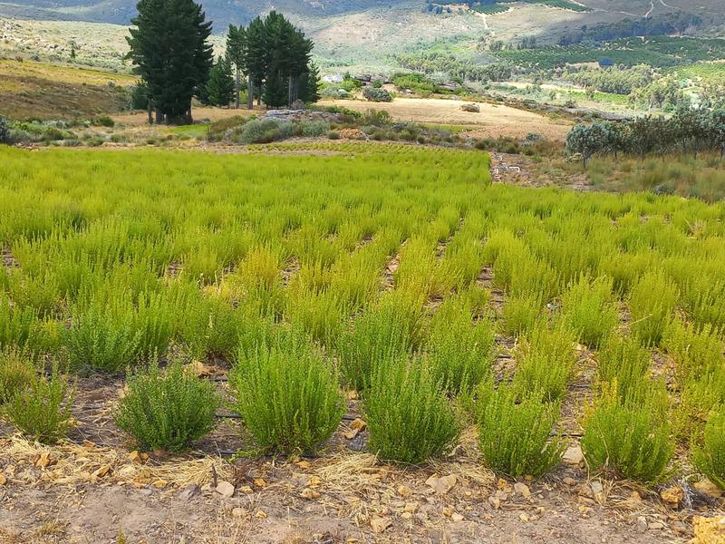 4 Bedroom Property for Sale in Piketberg Rural Western Cape